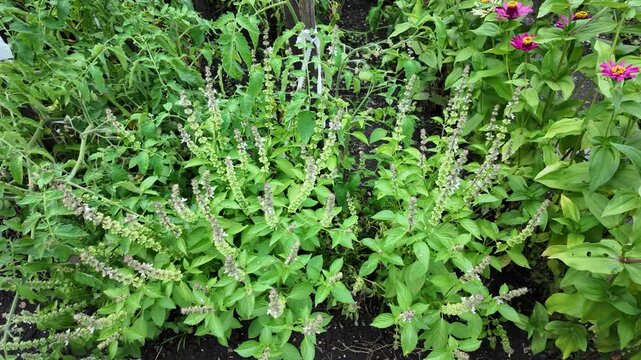 On a sunny summer day, lemon basil grows in the garden.