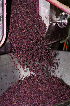 Pinot Noir pomace discharged from wine press