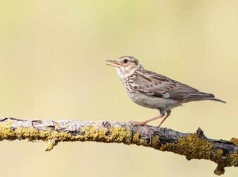 Woodlark (Lullula arborea) singing on a lichen branch, side view portrait