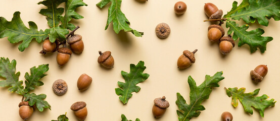 Branch with green oak tree leaves and acorns on colored background, close up top view © sosiukin
