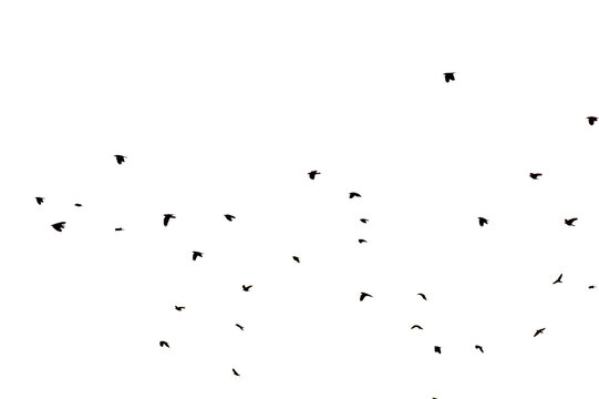Flying Flock of Crows Isolated on Transparent Background