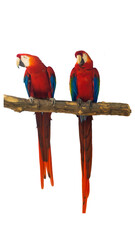 Exotic red scarlet macaw bird sitting on a wooden branch isolated on transparent background PNG © gunungkawi