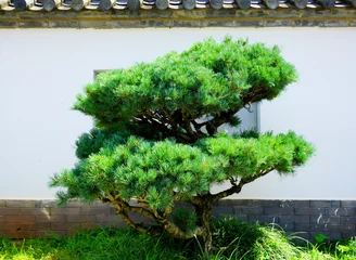 Fototapete Badezimmer Traditional Japanese Bonsai Tree in Garden Landscape  © LyVan