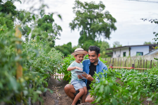 Asian Father and Young Son Using AI Technology in Organic Vegetable Garden Planning Smart Farming for Healthy Food and Future Food Security
