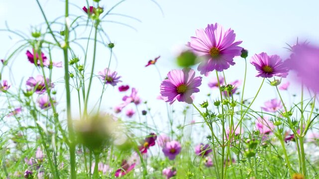 コスモス畑の4Kスローモーション動画