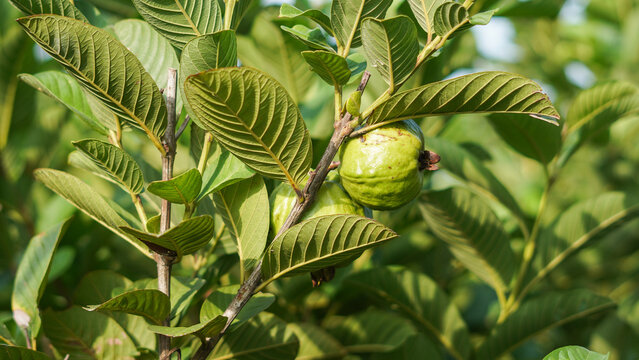 Fresh Green Guava Fruit Growing on Tree Branch Close Up. Fresh Green Guava Fruit Hanging on Tree Branch.