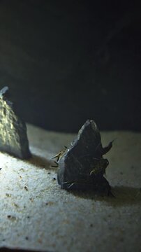 Group Of Small Maverick Backswimmers Fishes Swimming In Aquarium. Synodontis Multipunctatus, Also Known As Cuckoo Catfish, Cuckoo Squeaker, Or Multipunk. Aquarium Filled Maverick Backswimmers Fishes