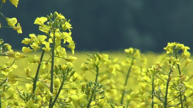 Rapeseed on Summer Field