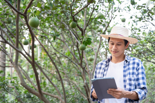 Organic farming, fruit farm. Farmers recheck quality record on application on tablet. Pomelo grow naturally, Ecological Biological, Healthy, Technology, non toxic, harvest, scientific , academic