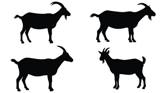 Goat black silhouettes vector set, domestic farm livestock stencil icons collection with horned billies and nannies isolated on white background