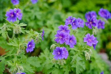 Obraz premium Close Up of Geranium Ibericum Petals with Dark Veins