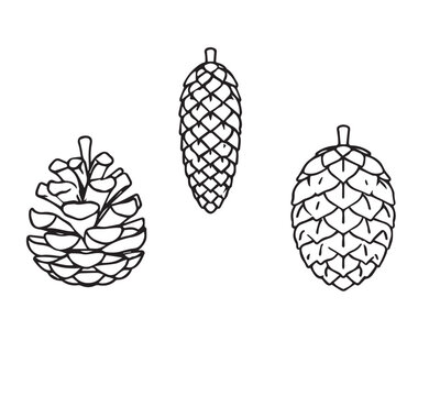 A set of doodle pine cones. Hand-drawn botanical vector illustration. Vector illustration