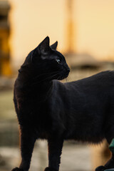 Side profile portrait of a black cat outdoors with natural light, soft blurred background and an alert expression. © Octavio