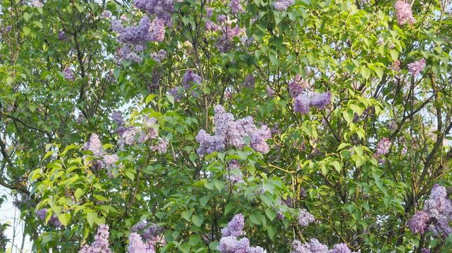 Lush purple lilac clusters reach toward the sun on leafy green branches. The floral clusters sway in the breeze, creating a soft rustling sound that mixes with birdsong and a distant city hum.