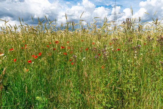 Feldrand mit aufgrund mangelnder Feldrandhygiene in das Feld einwandernde Pflanzen und Unkr&auml;uter