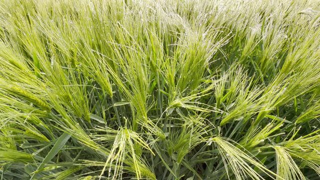 Tiny dew drops sparkle on young green barley stalks in a peaceful field. This fresh morning scene feels calm and full of life. The bright sunlight creates a beautiful, hopeful atmosphere.