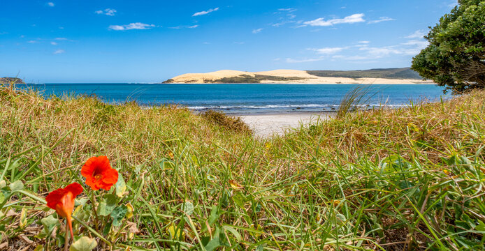 Blick auf die Sandd&uuml;nen von Hokianga bei Omapere mit Kapuzinerkresse (Tropaeolum majus) im Vordergrund, Northland, Neuseeland