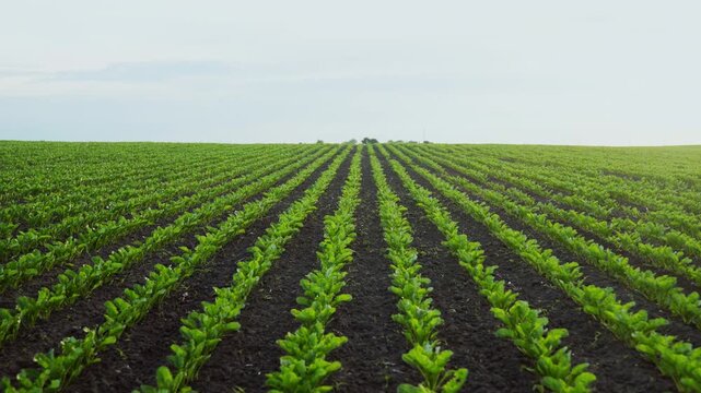 Green vegetable crops growing in long straight rows on an agricultural farm field under an overcast sky with a slow motion effect