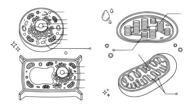 Biological cell organelles vector set, line art plant cell, animal cell, mitochondria, and chloroplast diagram isolated on white background