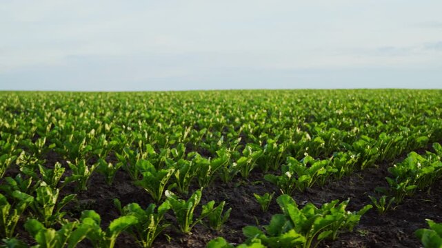 Agricultural field with rows of young sugar beet plants growing under a cloudy sky at sunset, revealing the horizon