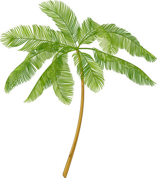 Babassu Palm with Nuts and Leaves Colored Detailed Illustration. Essential oil ingredient for aromatherapy, health care, alternative medicine. 