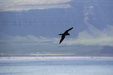 Naklejka premium Seabird in Flight Over Coastal Icelandic Landscape
