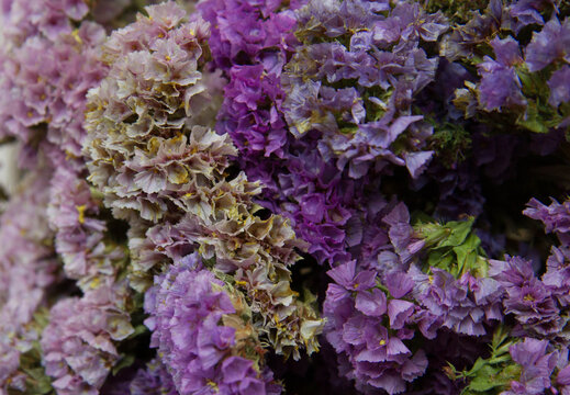 Purple statice flowers background