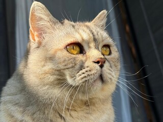 Cat face cute feline with bright yellow eyes.  © OLENA LIALINA