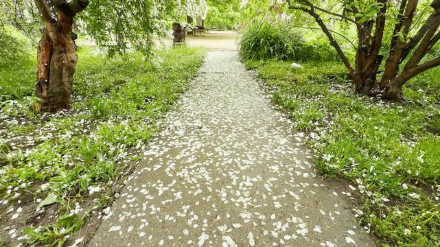 Damp petals fall from trees onto the concrete path with a faint tapping sound. Birds sing in the branches while a low city hum vibrates in the distance.