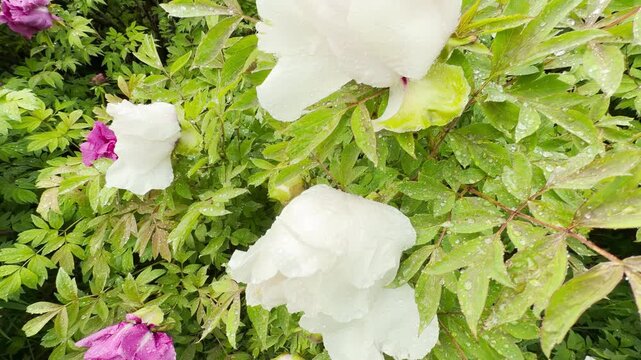 Raindrops slide off heavy white petals onto wet leaves with a soft pattering sound. Birds sing nearby while a distant city hum vibrates through the damp garden air.