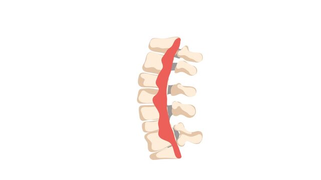animation of human spine anatomy side view