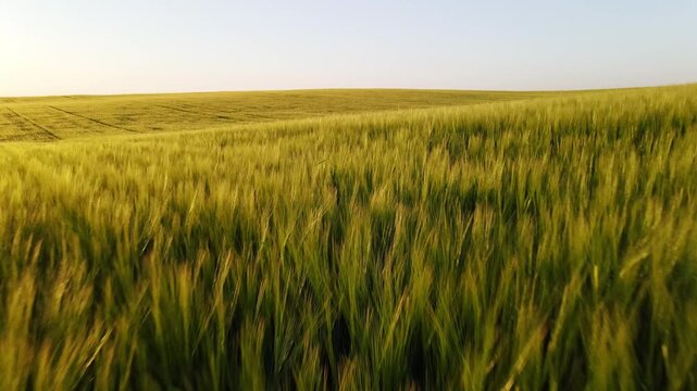 Idyllic view of a large agricultural field with unripe green wheat gently swaying in the wind during a beautiful sunset over the horizon