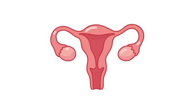animation of female reproductive system anatomy
