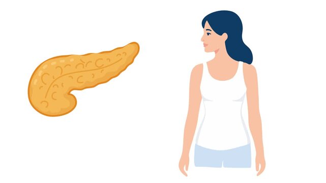 animation of pancreas anatomy in female body