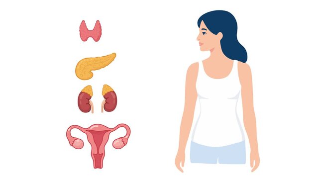 animation of endocrine and reproductive organs in female body