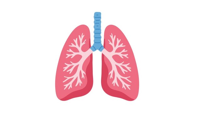 animation of healthy human lungs anatomy