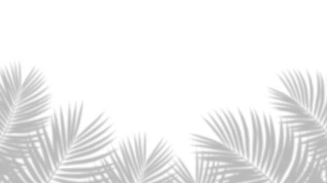 Minimalist Tropical Palm Leaf Shadow Overlay on White Background.