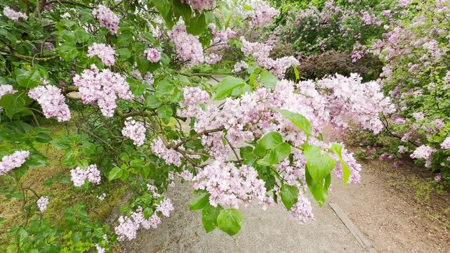 Wet lilac branches sway over the path, making a soft rustling sound. Raindrops fall from leaves with a light patter. Birds chirp happily against a faint city hum.
