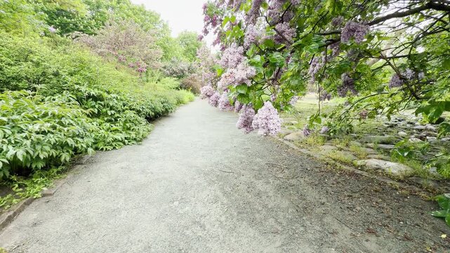 Wet lilac branches hang over a gravel path, rustling softly in the breeze. Water drops drip onto the ground with a light tapping sound. Birds chirp nearby as a city hum drones in the distance.