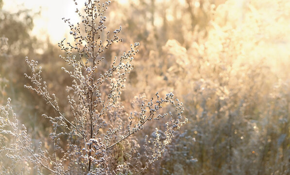 autumn abstract natural background with dry wild plants, grass in rime close up. Beautiful artistic autumn landscape with grass field. template for design. soft focus