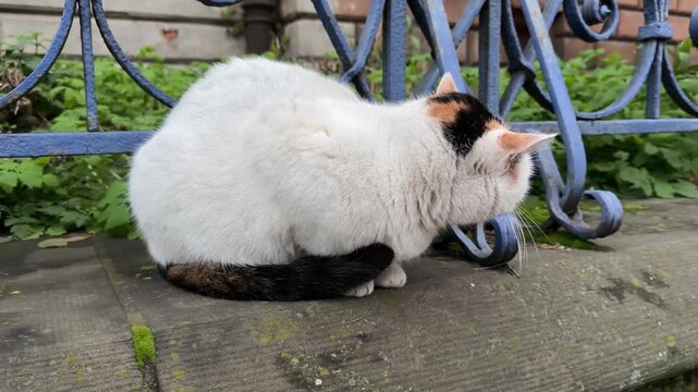 A tricolor calico cat sits patiently on a stone ledge beside a vintage blue metal fence, capturing the peaceful demeanor of a stray animal finding rest in an urban environment