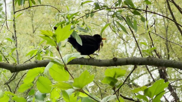 A busy blackbird balances carefully on a thick branch while holding food in its bright yellow beak. The lively spring scene inspires a heartwarming feeling of dedicated care and natural wonder.