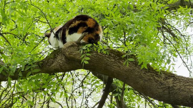 A colorful calico cat rests high up on a large, mossy tree branch surrounded by vibrant green leaves. This lovely scene brings a peaceful feeling of quiet isolation and curious wonder.