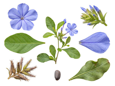 Botanical study of blue plumbago plant with flowers, buds, branch, leaves, petal.