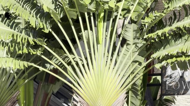 Ravenala madagascariensis, commonly known as the traveller's tree, fan palm, traveller's palm or East-West palm.  Honolulu, Oahu, Hawaii.	
