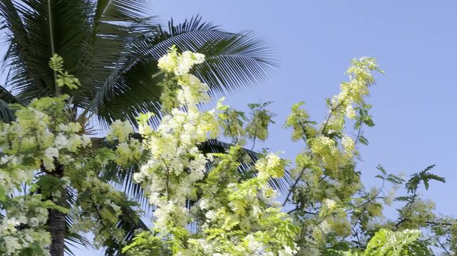 Cassia x nealiae, The rainbow shower tree is a cross between Cassia fistula and Cassia javacana. Waikiki, Honolulu, Oahu, Hawaii. The coconut palm tree(Cocos nucifera)