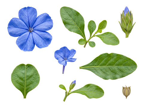 Botanical collection of blue plumbago plant elements including flower, bud, leaves, and seed pod.