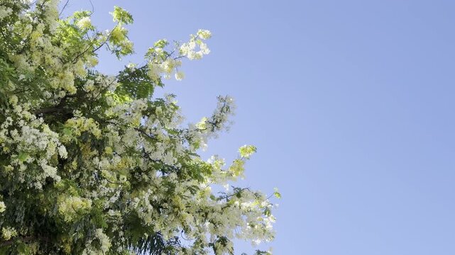 Cassia x nealiae, The rainbow shower tree is a cross between Cassia fistula and Cassia javacana. Waikiki, Honolulu, Oahu, Hawaii.