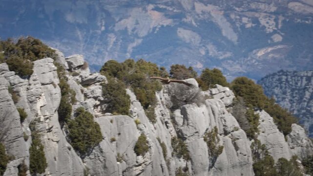 Close-up of a flying griffon vulture in the Verdon Gorge, Gorge du Verdon, in France. The bird is flying directly toward the camera and is staring intently at it.