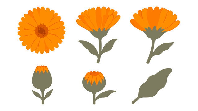 Orange flower botanical set with bloom bud and leaf views